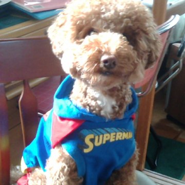 Profil DailyMotion de l’utilisateur MOPPY-KUN TV