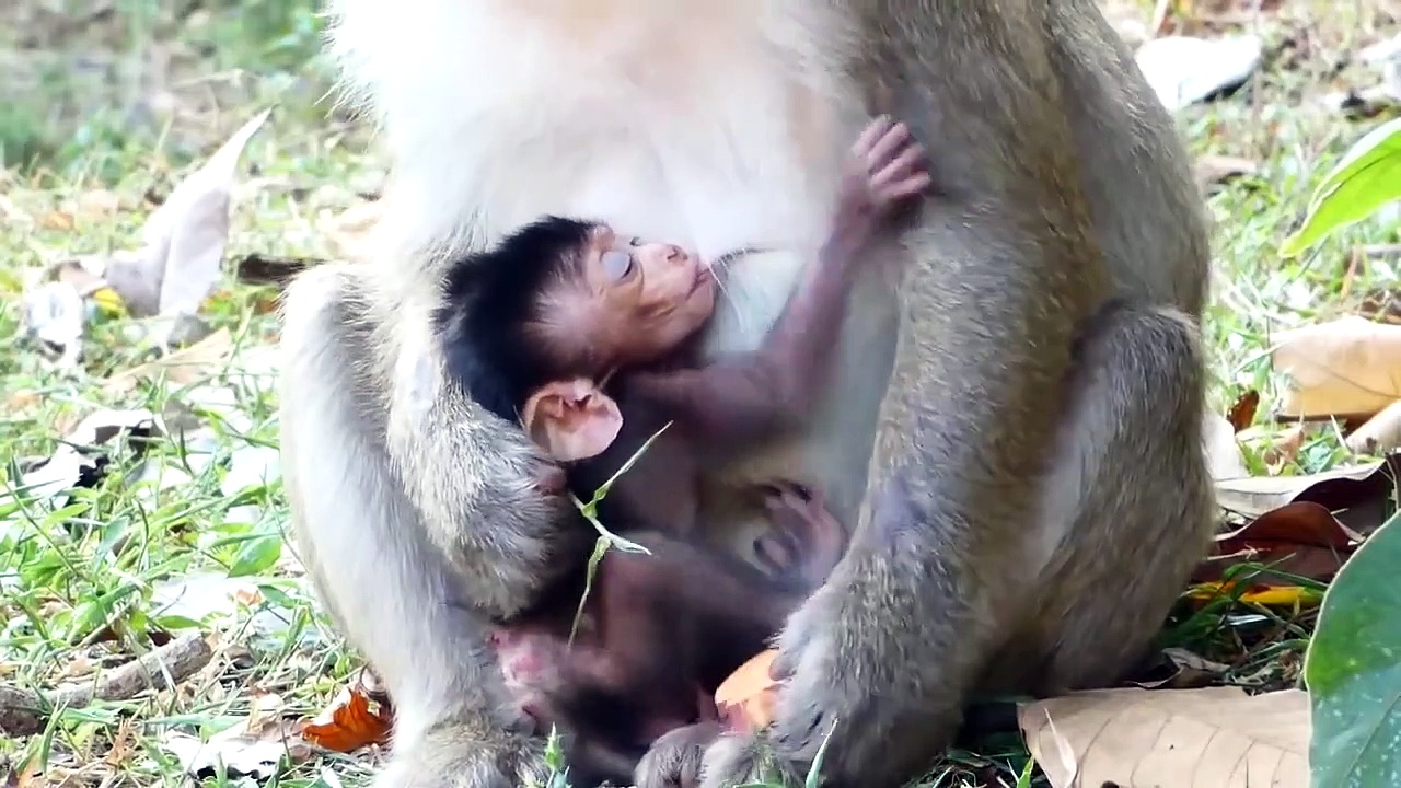 Vimeo 電気ウナギ超危険!電気ウナギからの860ボルトの電気ショックの後、ワニは悲劇的に死ぬ