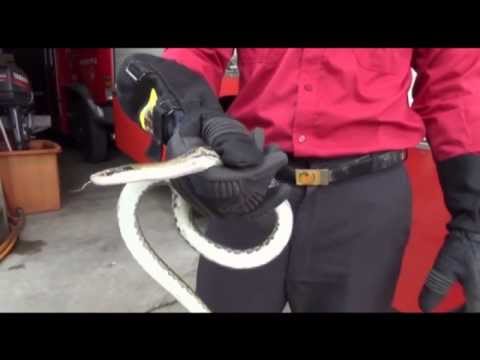 Daily Motion (puñetazo en los testículos): Un serpent mord un homme dans les testicules