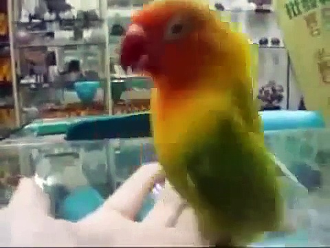 Vimeo The Parrot Orgasm